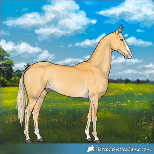Horse Color:Palomino Dun Splash 