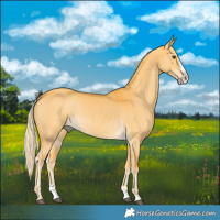 Horse Color:Palomino Dun Splash 