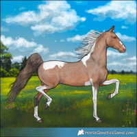 Horse Color:Bay Tobiano Appaloosa 