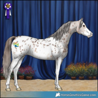 Horse Color:Bay Sabino Appaloosa 