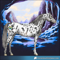 Horse Color:Black Appaloosa