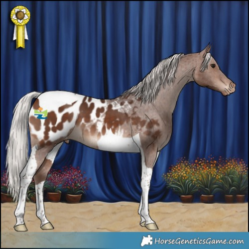 Horse Color:Silver Brown Tobiano Appaloosa 