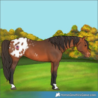 Horse Color:Bay Appaloosa  and Bay Appaloosa 
