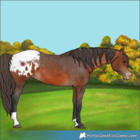 Horse Color:Bay Appaloosa  and Bay Appaloosa 