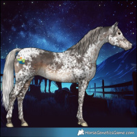 Horse Color:Gray Silver Black Splash Tobiano Appaloosa