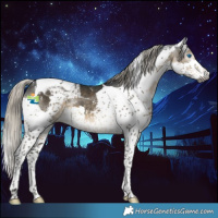 Horse Color:Gray Silver Smoky Black Splash Tobiano Appaloosa 