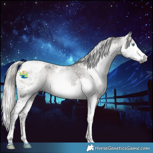 Horse Color:Gray Silver Black Splash Tobiano Appaloosa 