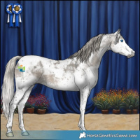 Horse Color:Gray Silver Smoky Grullo Splash Tobiano Appaloosa 