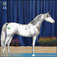 Horse Color:Gray White Spotted Silver Smoky Black Splash Tobiano Appaloosa 