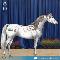 Horse Color:Gray White Spotted Silver Brown Splash Tobiano Appaloosa 