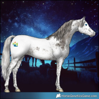 Horse Color:Gray Silver Black Splash Tobiano Appaloosa 