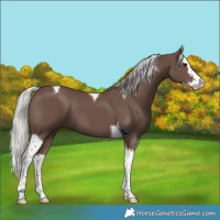 Horse Color:Silver Black Splash Tobiano 