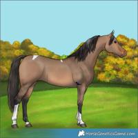 Horse Color:Bay Dun Tobiano 
