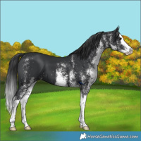 Horse Color:White Spotted Black Splash