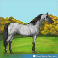 Horse Color:Blue Roan 
