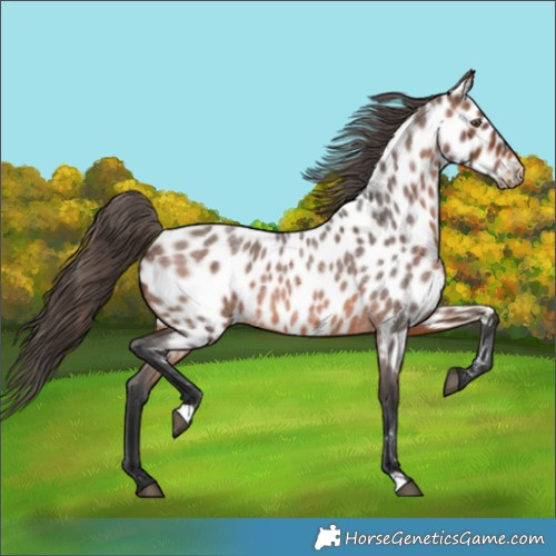 Horse Color:Brown Roan Appaloosa 