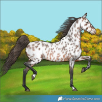 Horse Color:Brown Roan Near Leopard 