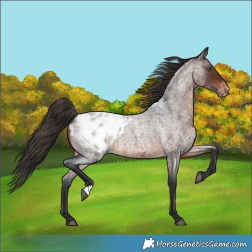 Horse Color:Brown Roan Appaloosa 