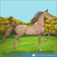 Horse Color:Black Pearl