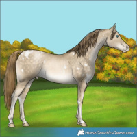 Horse Color:White Spotted Buckskin Pearl 
