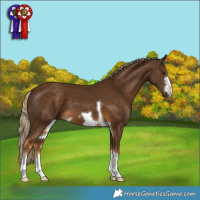Horse Color:Chocolate Palomino 