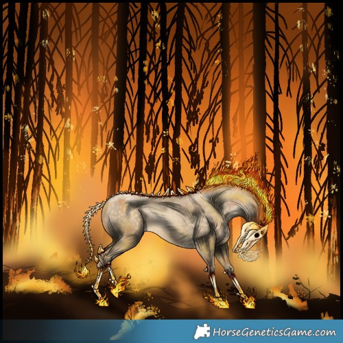 Horse Color:Buckskin Pearl Appaloosa 