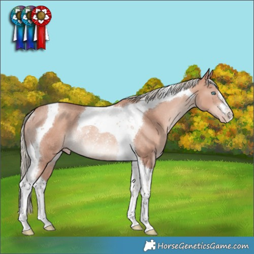 Horse Color:Gold Champagne Mushroom Tobiano Rabicano 