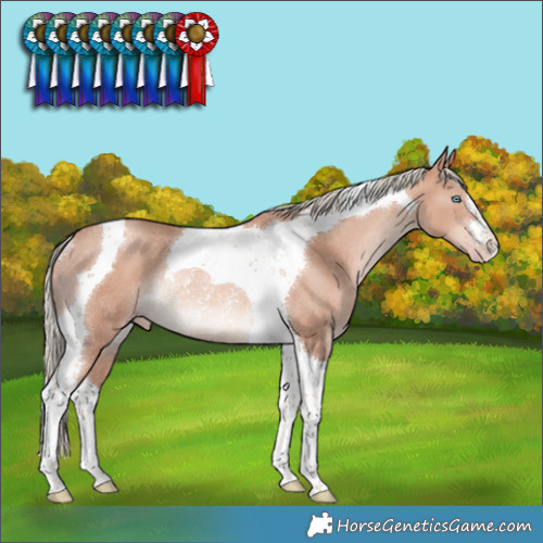 Horse Color:Gold Champagne Mushroom Tobiano Rabicano 