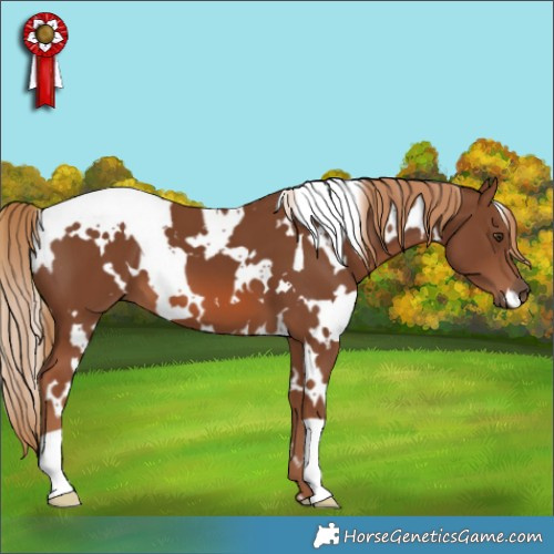 Horse Color:White Spotted Chestnut 