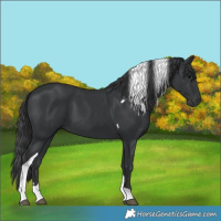Horse Color:Black Tobiano 