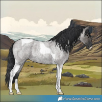 Horse Color:Grullo Roan Tobiano 