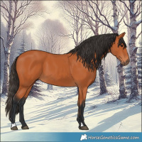 Horse Color:Bay 