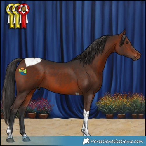 Horse Color:Brown Tobiano 