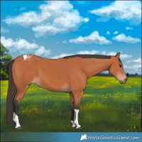 Horse Color:Bay Tobiano 