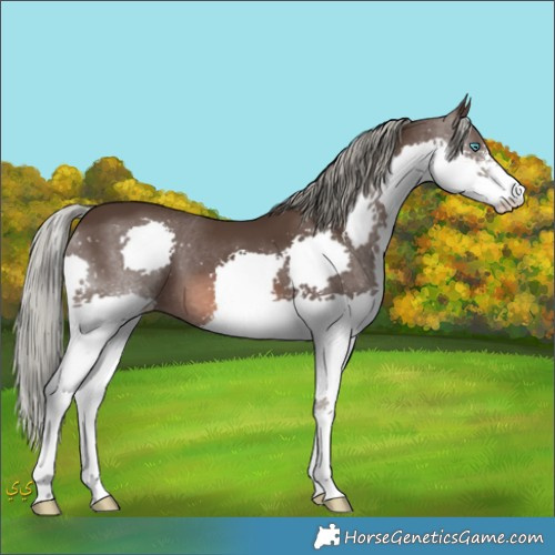 Horse Color:Liver Chestnut Mushroom Sabino Splash 