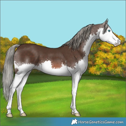 Horse Color:Liver Chestnut Mushroom Sabino Splash 