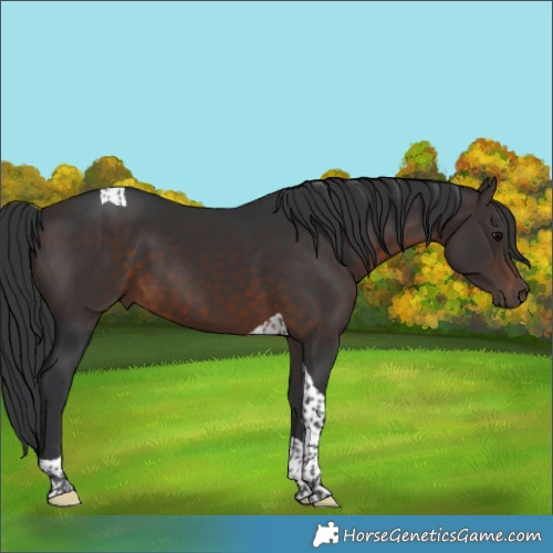 Horse Color:Brown Tobiano 