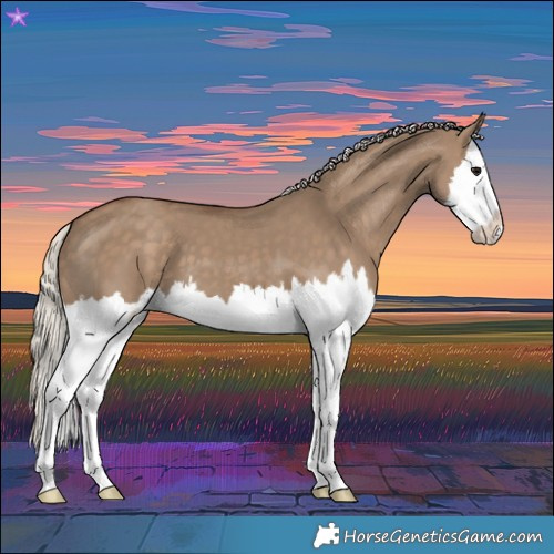Horse Color:Silver Grullo Splash