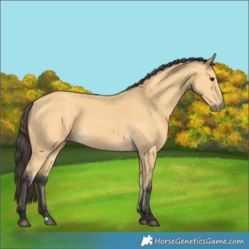 Horse Color:Buckskin 