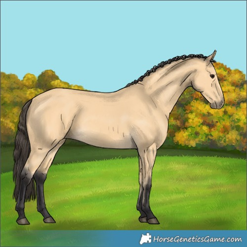Horse Color:Buckskin 