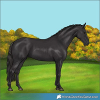 Horse Color:Smoky Black 