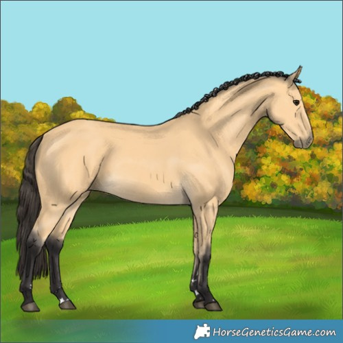 Horse Color:Buckskin 