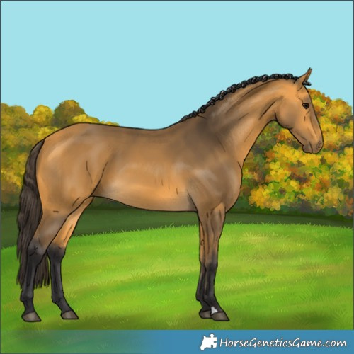 Horse Color:Buckskin 