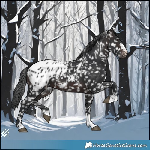 Horse Color:Brown Appaloosa 