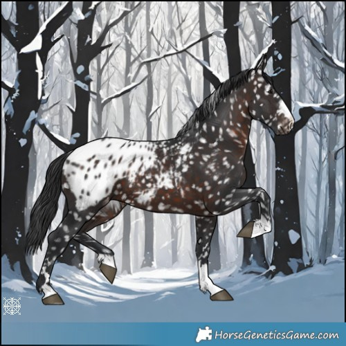 Horse Color:Brown Appaloosa