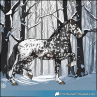 Horse Color:Brown Appaloosa 