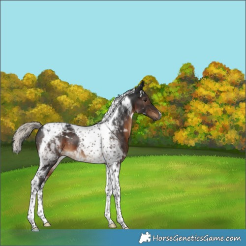 Horse Color:Gray Silver Brown Tobiano 