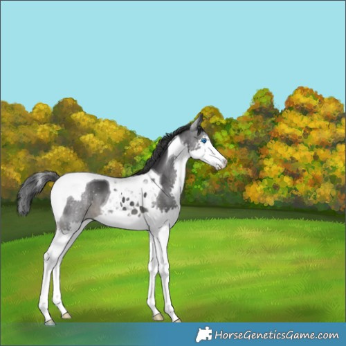 Horse Color:Black Splash Tobiano 