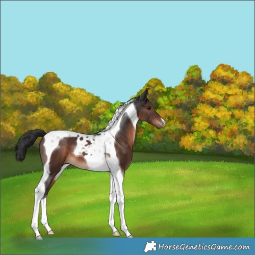 Horse Color:Brown Tobiano 