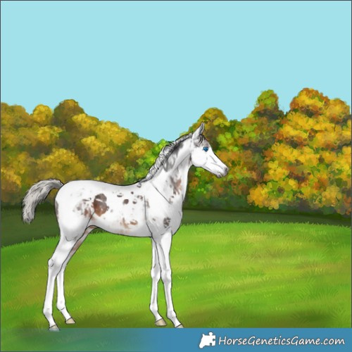 Horse Color:Gray Silver Brown Splash Tobiano 